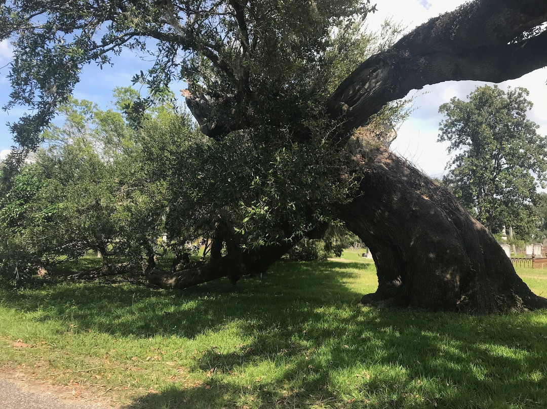 Magnolia Cemetery-查尔斯顿必去景点