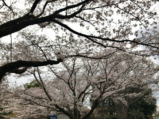 Serigaya Park-町田市必去景点