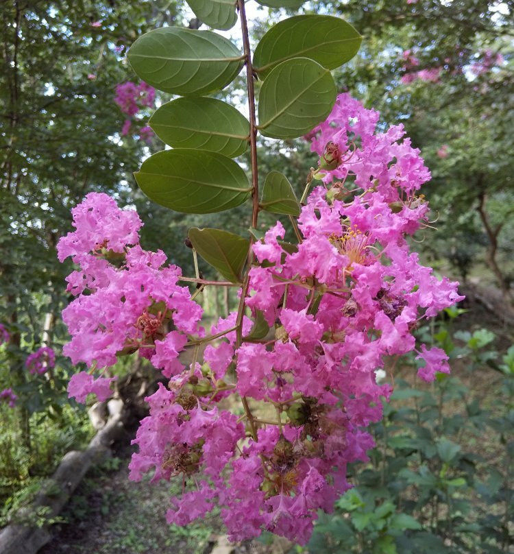 Mukuge Nature Park-皆野町必去景点