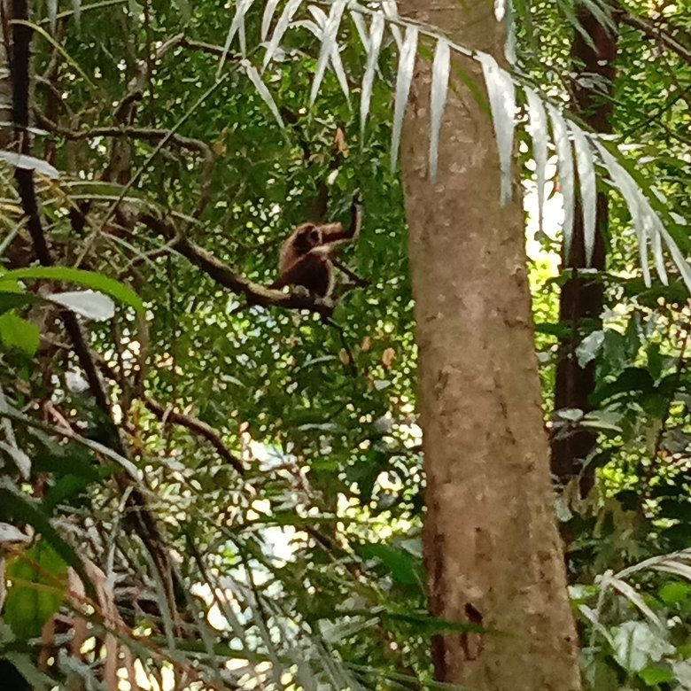 Bukit Lawang - Jungle Trekking Sumatra-武吉拉旺必去景点
