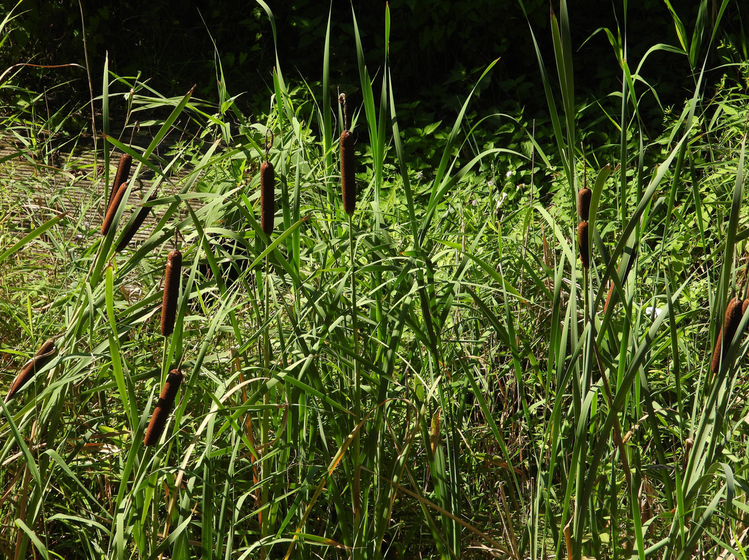 Biological Station Krickenbecker Seen景点图片