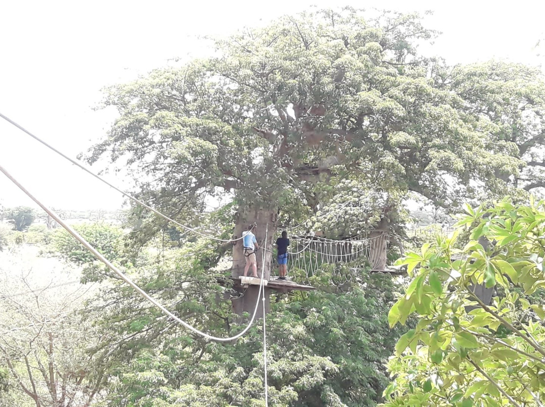 Accrobaobab Adventure景点图片