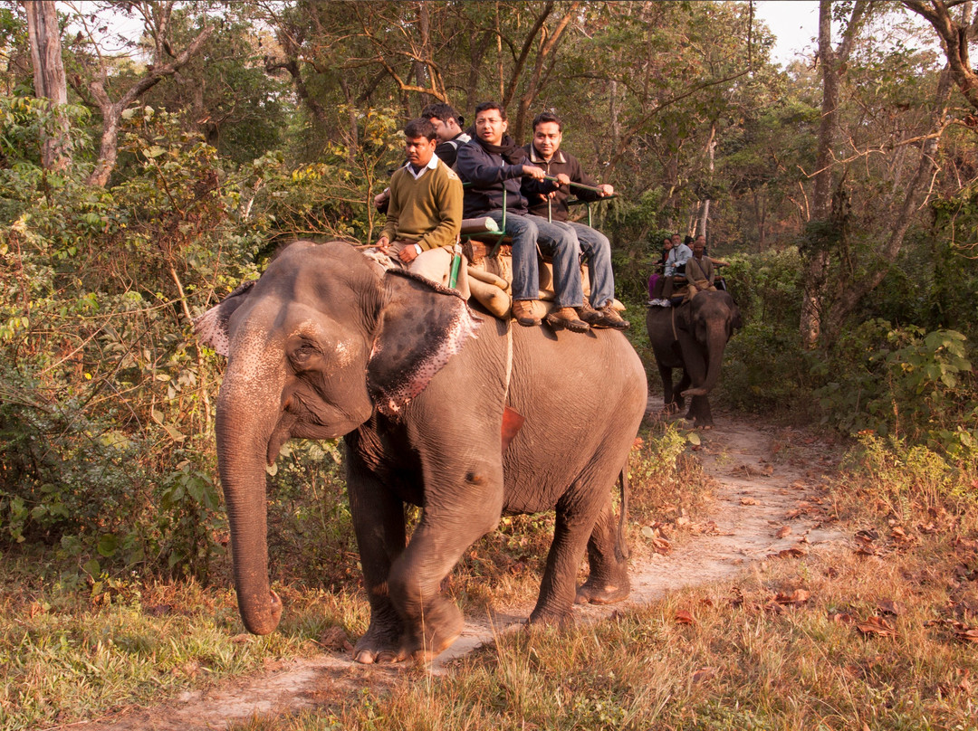 Jaldapara Wildlife Sanctuary旅游攻略图片