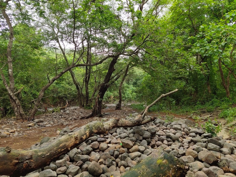 Tungareshwar Wildlife Sanctuary景点图片