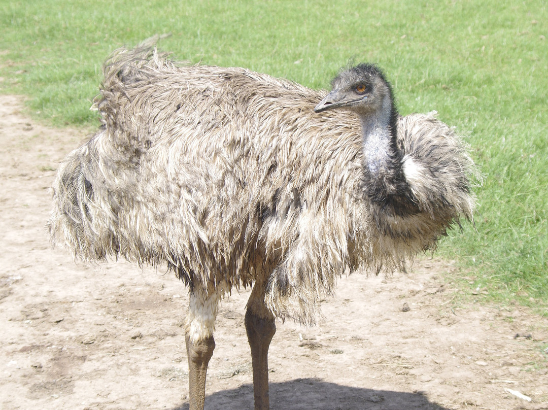 Ardmore Open Farm & Mini Zoo-Ardmore必去景点