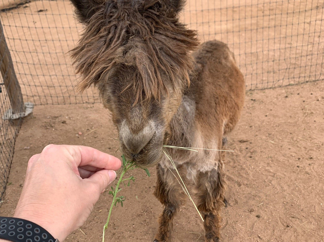Blue Mesa Alpacas-圣菲必去景点