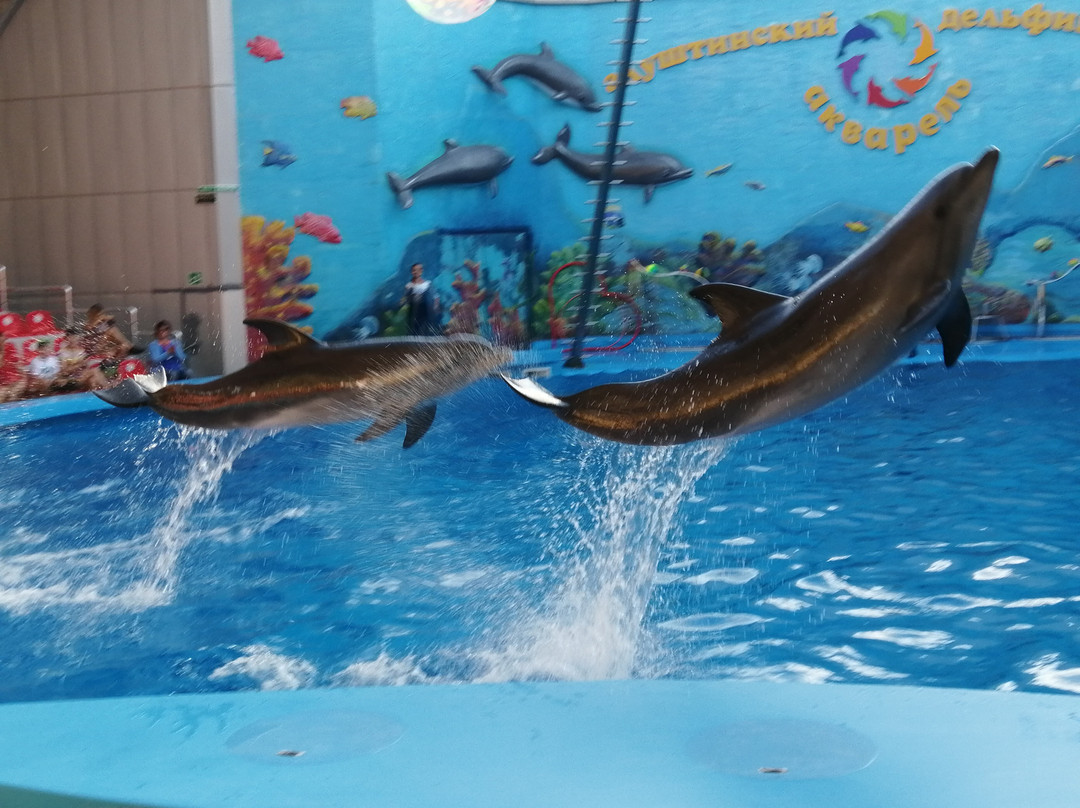 Dolphinarium Akvarel-阿卢什塔必去景点