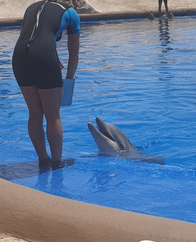 Aqualand Dolphins Encounter-奥德杰海岸必去景点