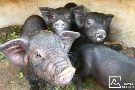 Travel Seeker-清莱必去景点