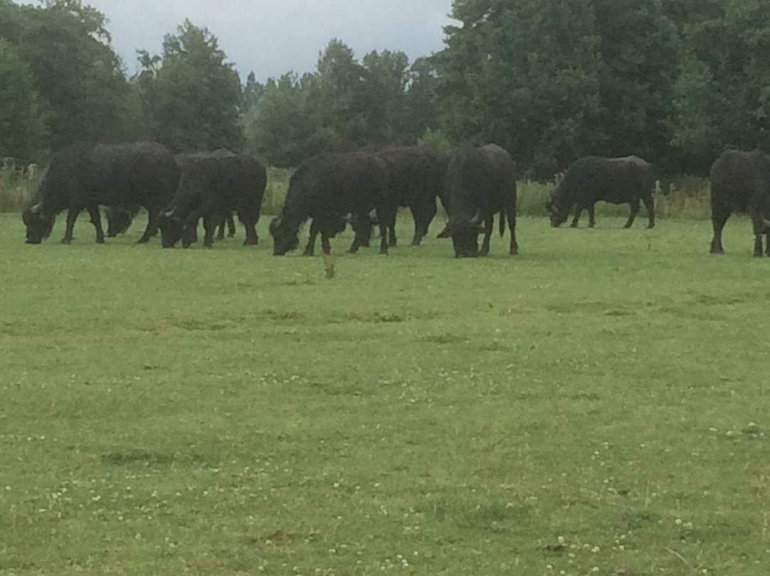 De Stoerderij Waterbuffels-Son en Breugel必去景点