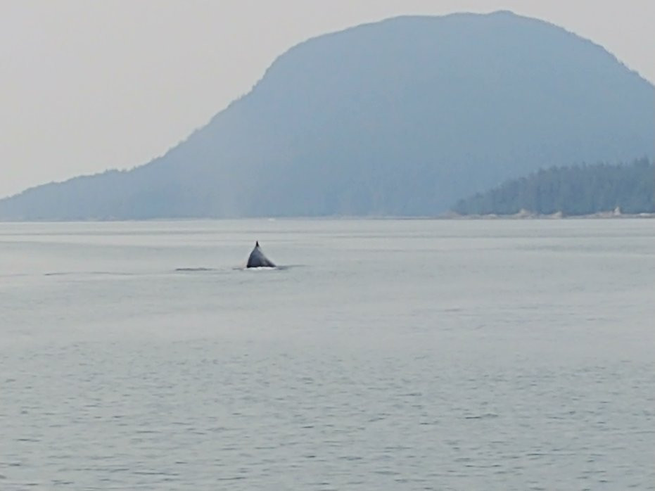 Juneau Tours & Whale Watch景点图片
