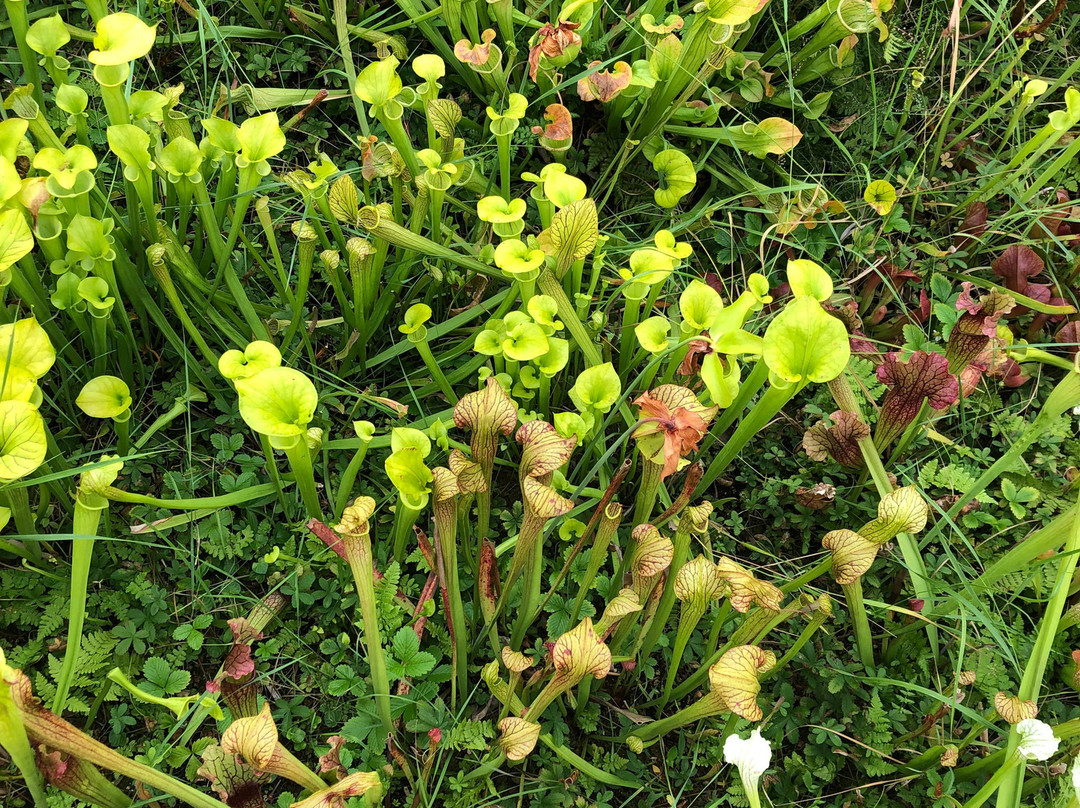 The Bog of Allen Nature Centre景点图片