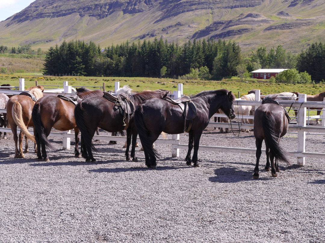Laxnes Horse Farm-莫斯费德斯拜尔必去景点