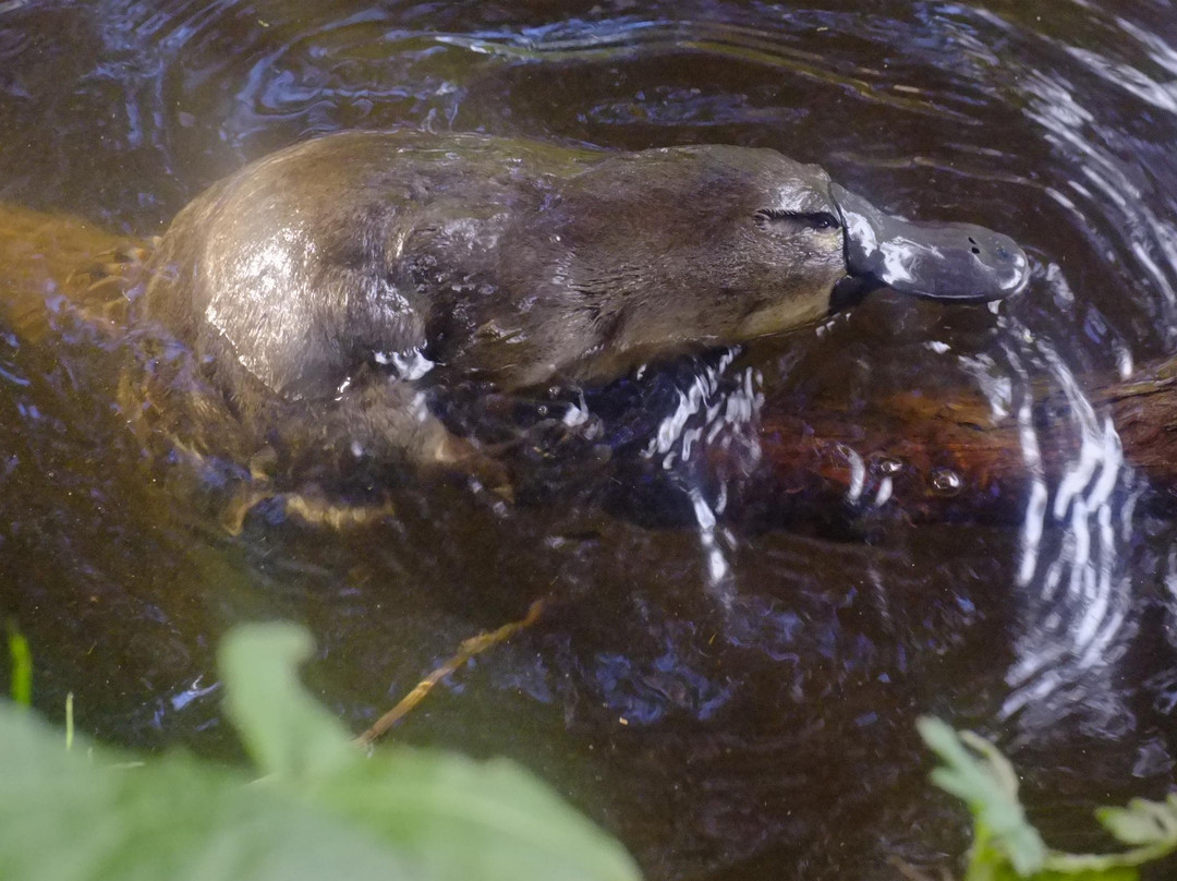 Wildways Tours Geeveston-Geeveston必去景点