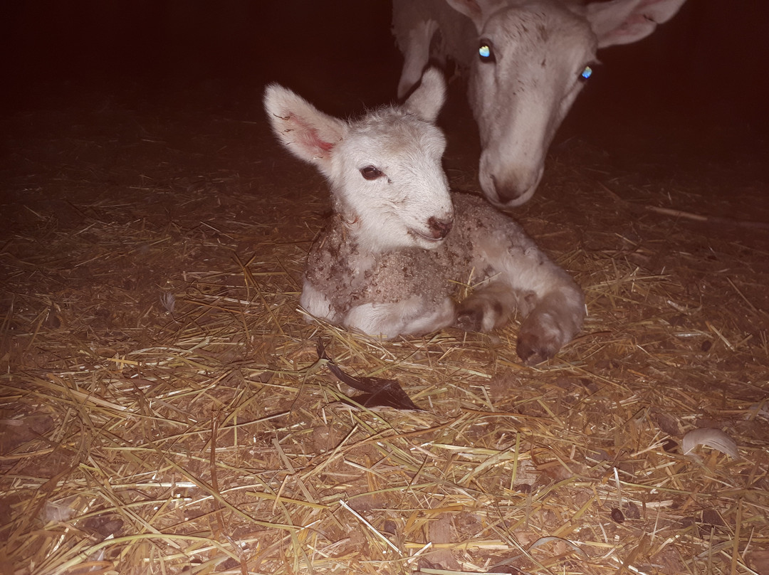 Fenek Farms-Lumsden必去景点