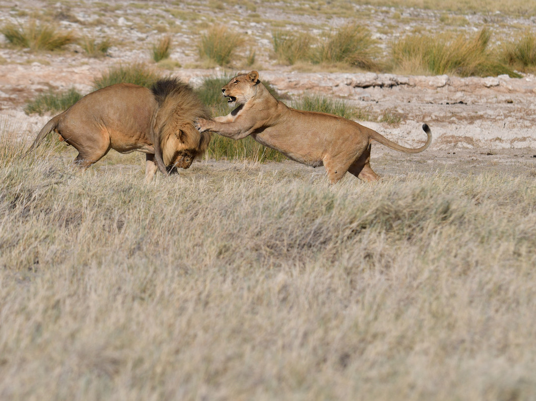 Wild Dog Safaris Namibia景点图片