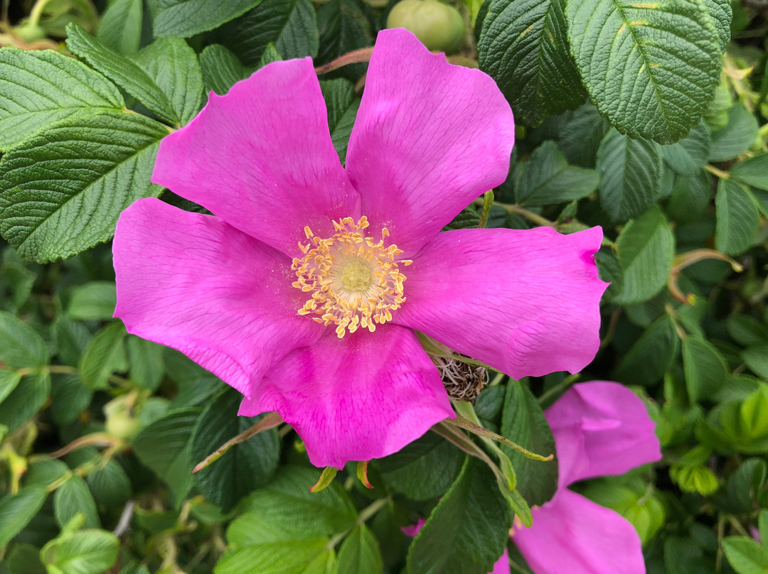 Mansion Beach-新肖勒姆必去景点