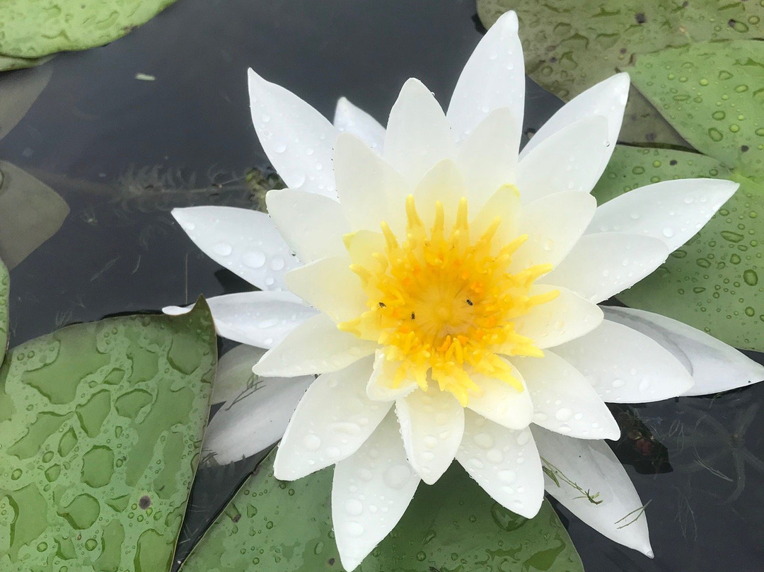 Kayak Lake Guntersville-Guntersville必去景点