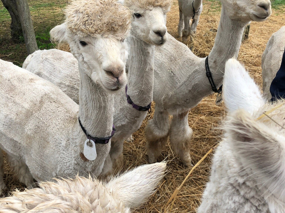 Meadowview Alpaca Farm景点图片