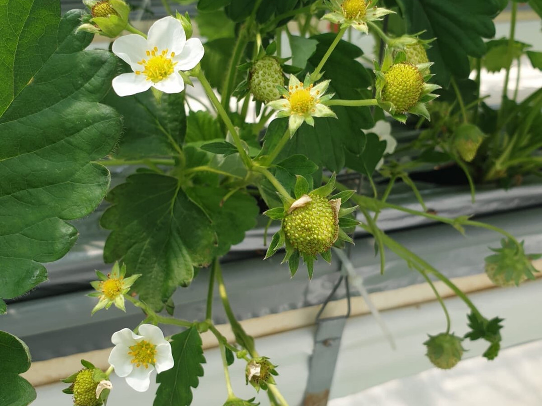 Strawberry Farm Haru-岸和田市必去景点
