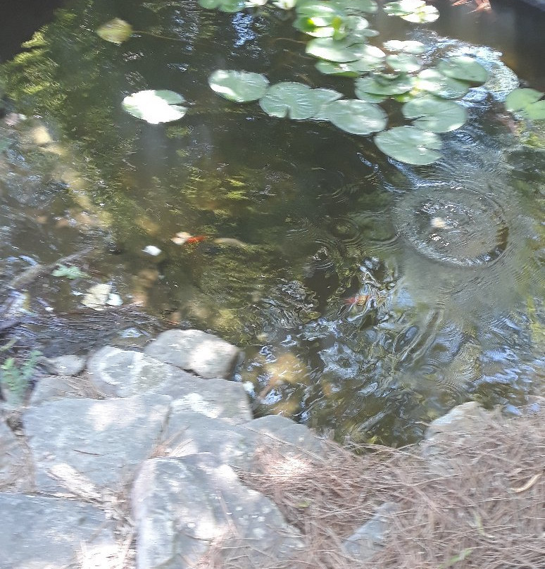 Lewis Vaughn Botanical Gardens-Conyers必去景点