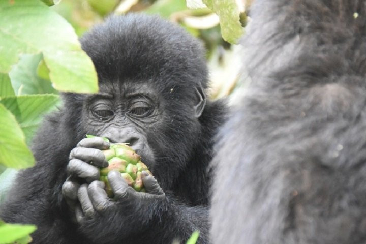 Range Land Safaris Limited-坎帕拉必去景点