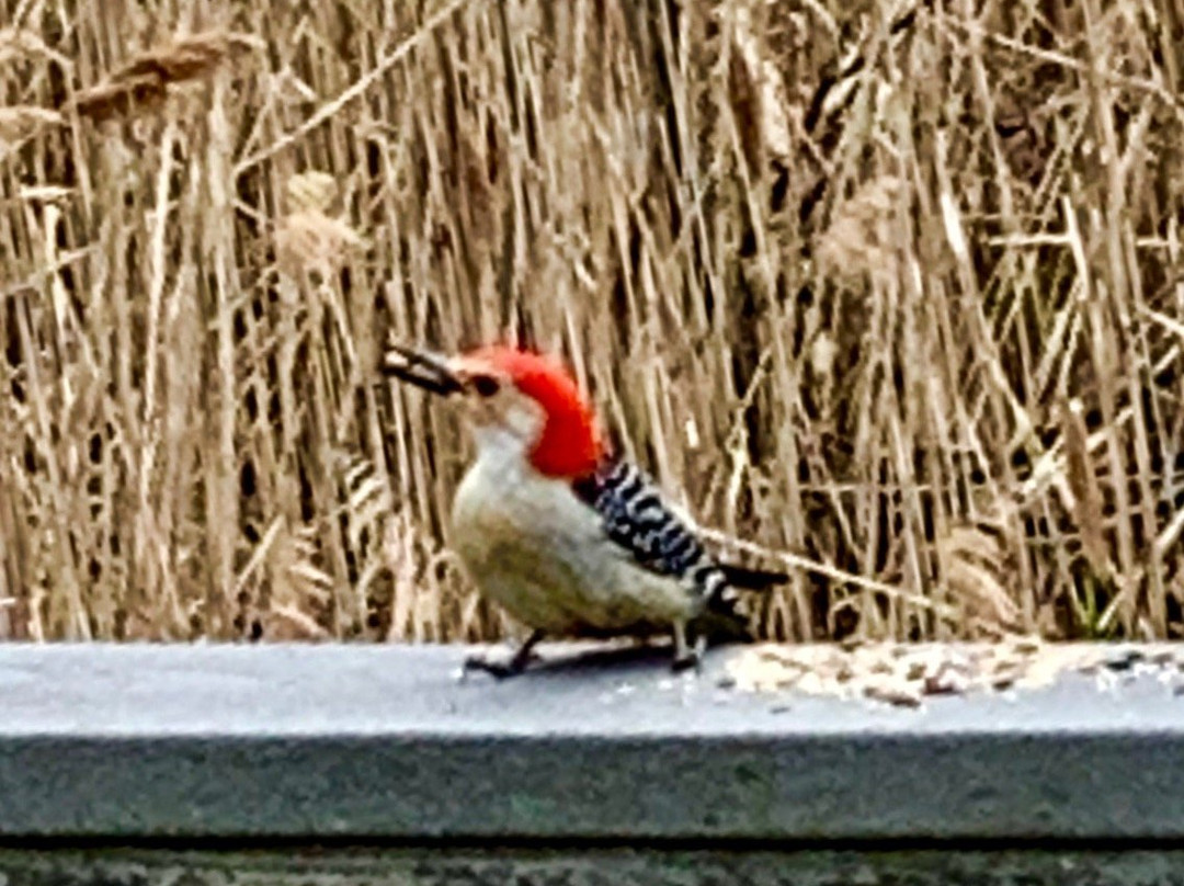 Tifft Nature Preserve-水牛城必去景点
