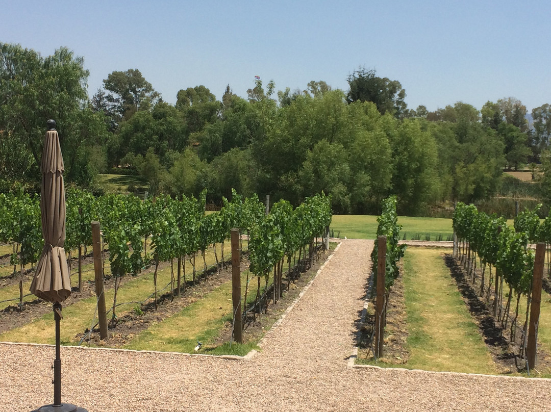 Viñedos San Lucas主图