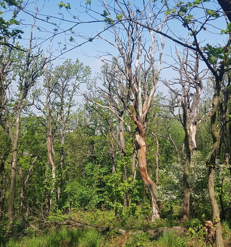 Wiezyca Mountain Observation Tower景点图片