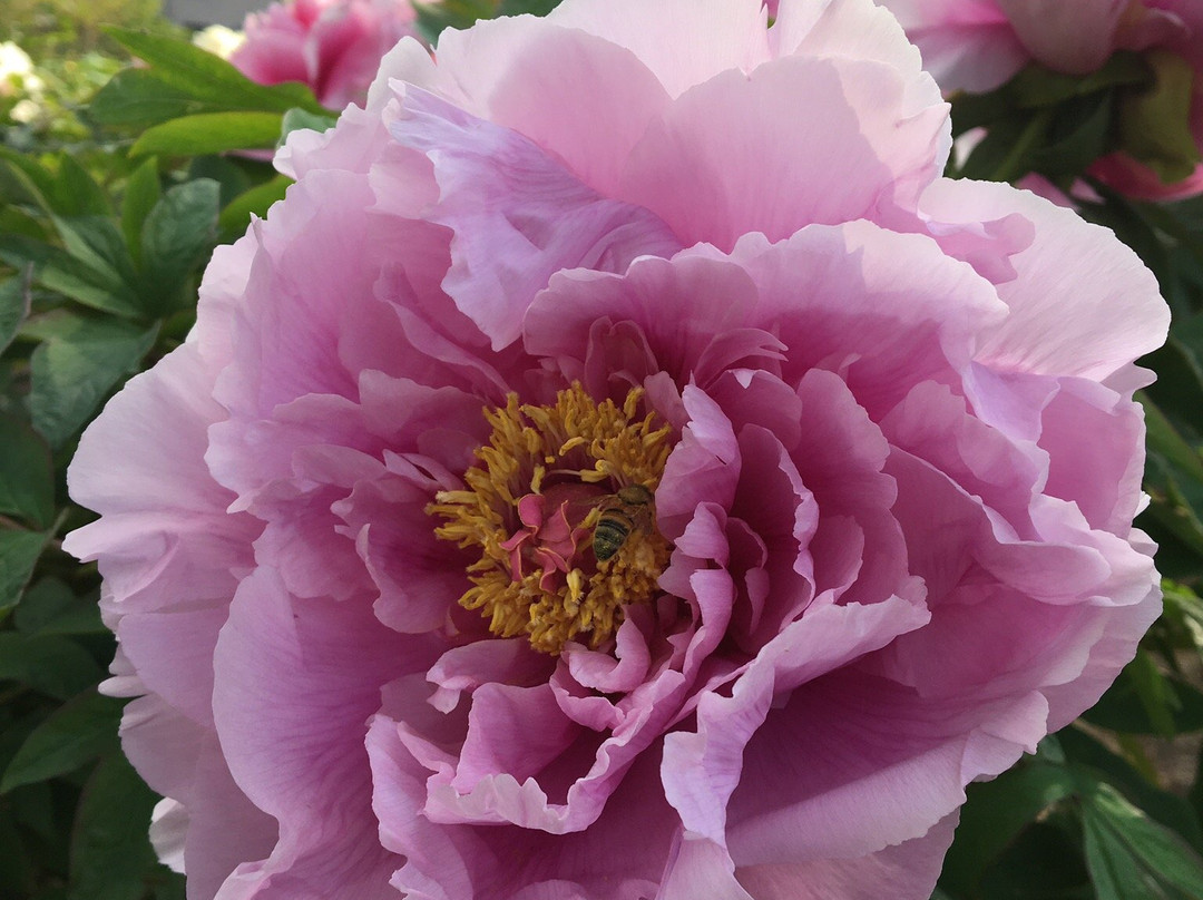 Higashimatsuyama Peony Garden-东松山市必去景点