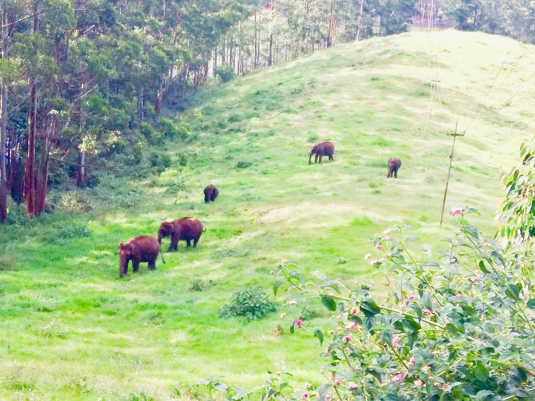 Marayur Wild Stay