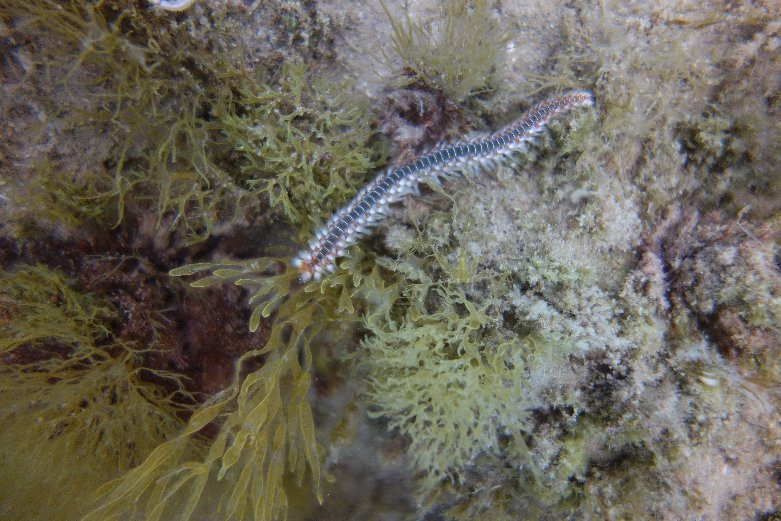 Coral Diving Crete景点图片