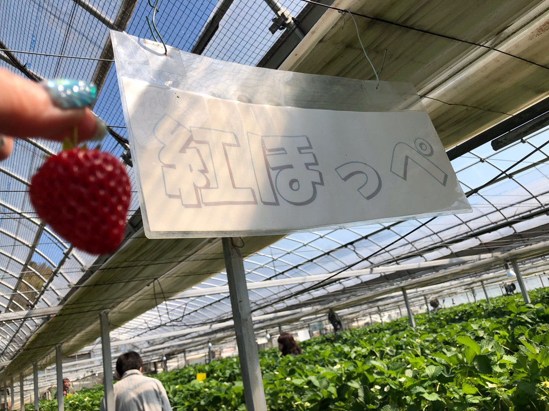 Yasuda Strawberry Farm景点图片