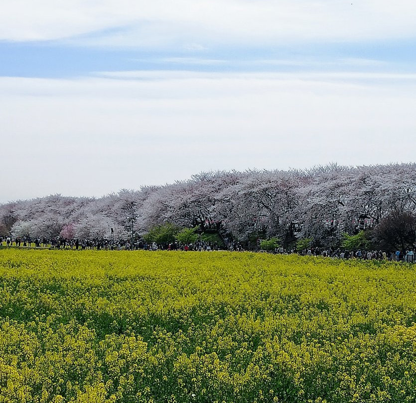 Satte Cherry Blossom Matsui-幸手市必去景点