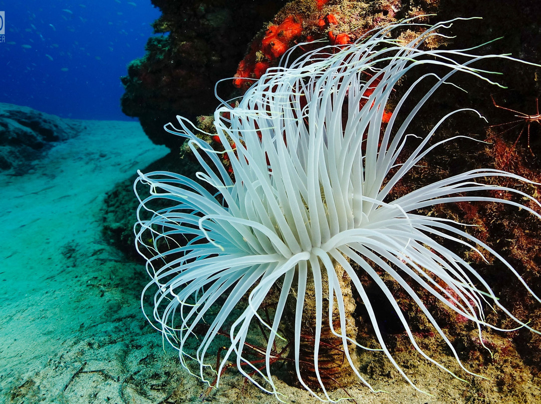 Fuerteventura Buceo Diving center景点图片