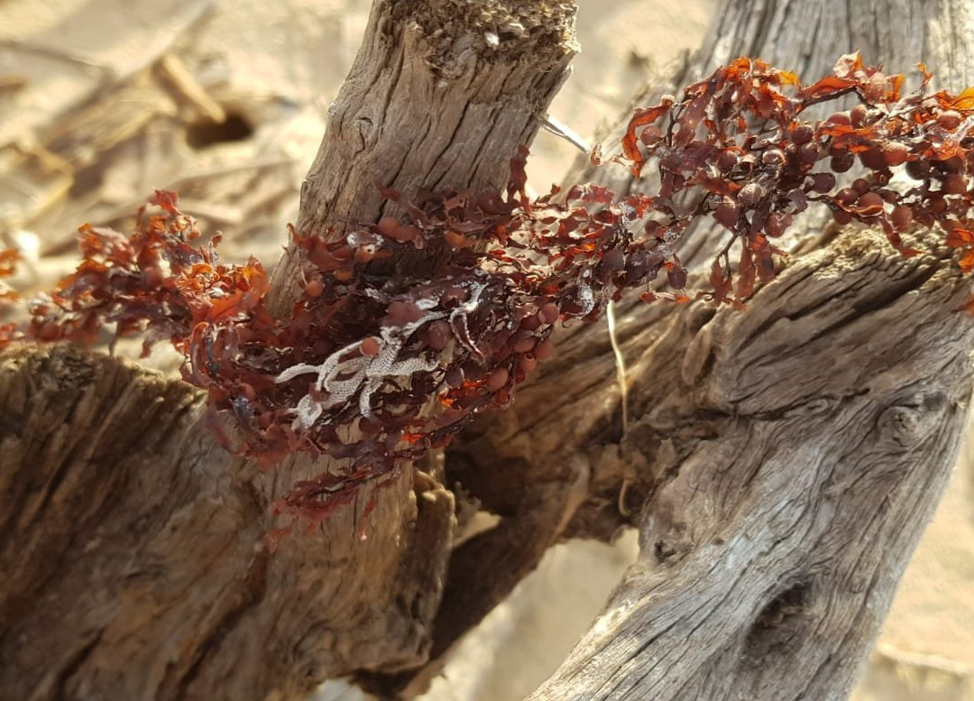 Travel Point Suriname-帕拉马里博必去景点