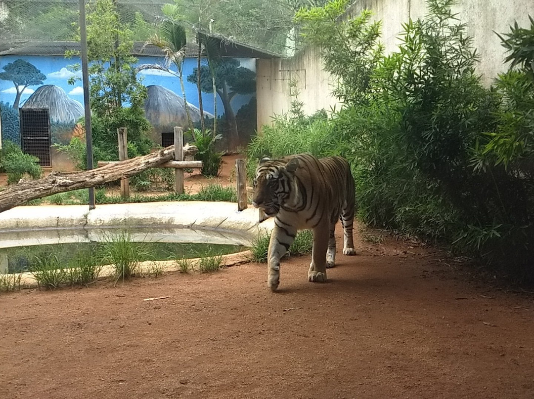 Zoo Park da Montanha景点图片