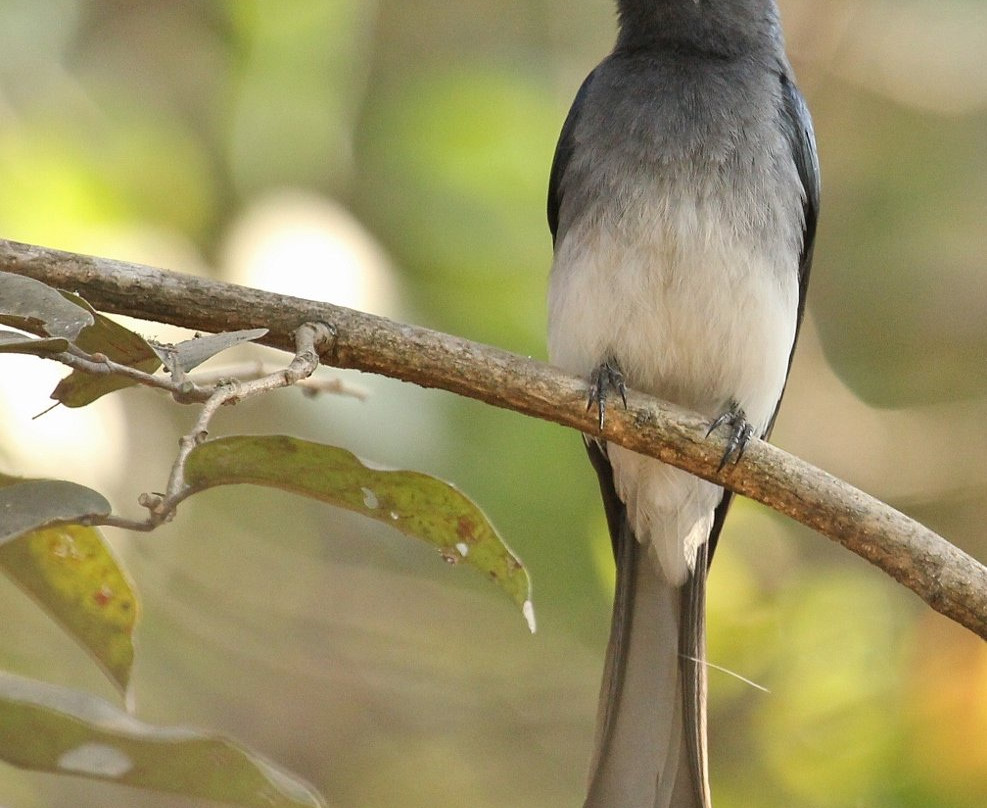 Amrutes' Nisarga Sahavas主图