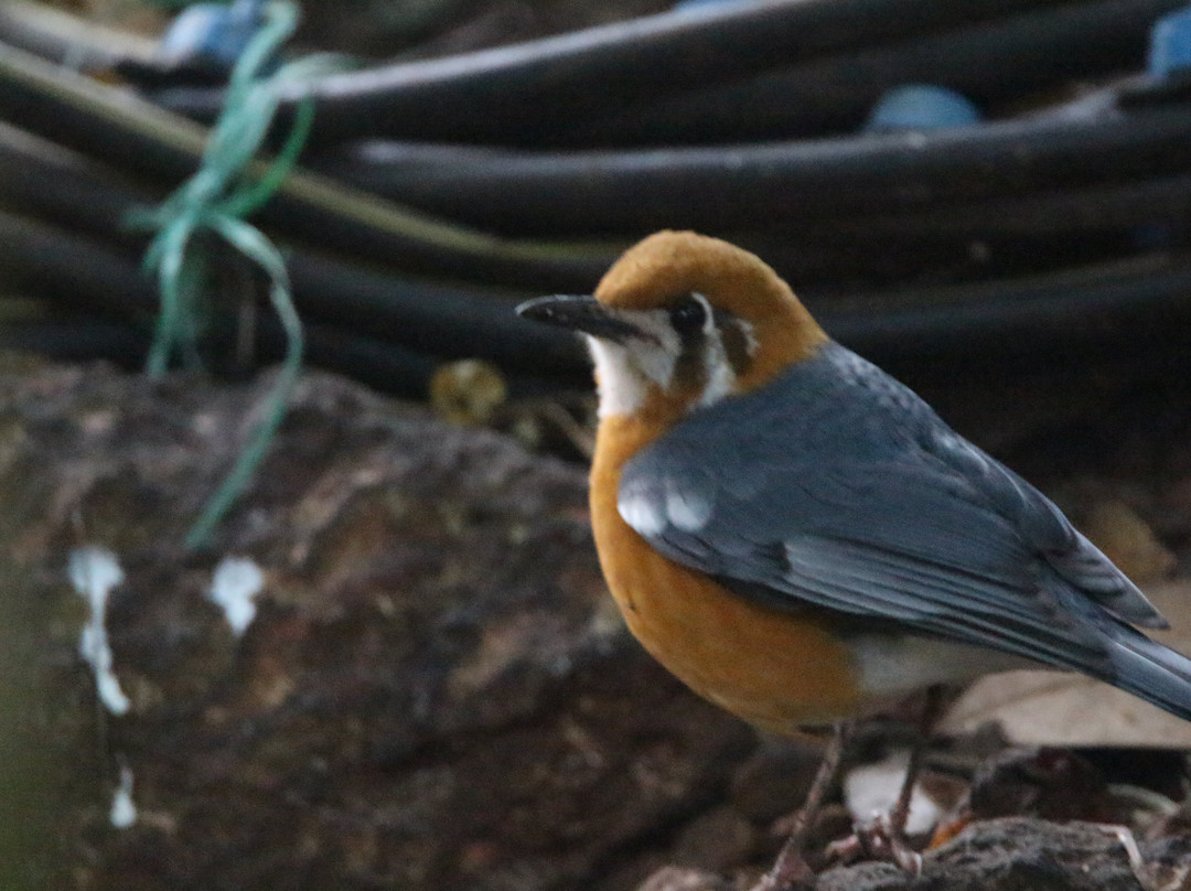 Garva Agro Tourism主图