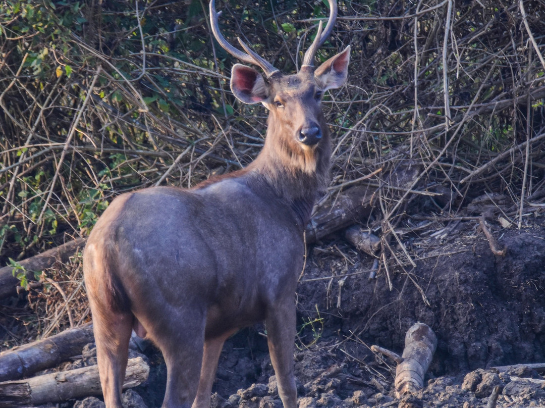 Wayanad Wildlife Sanctuary景点图片