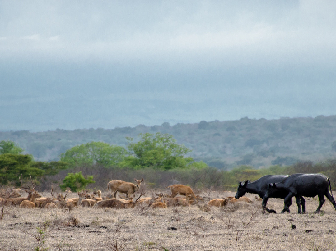 Savanna Field-巴纽旺宣必去景点