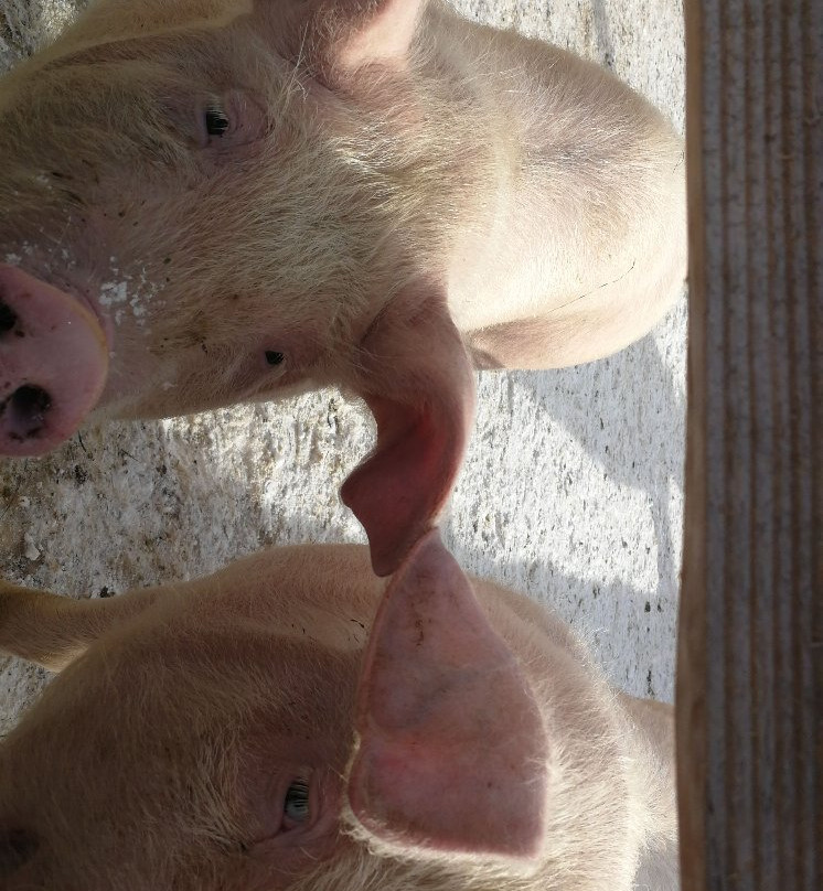 Schloss Saalhof主图