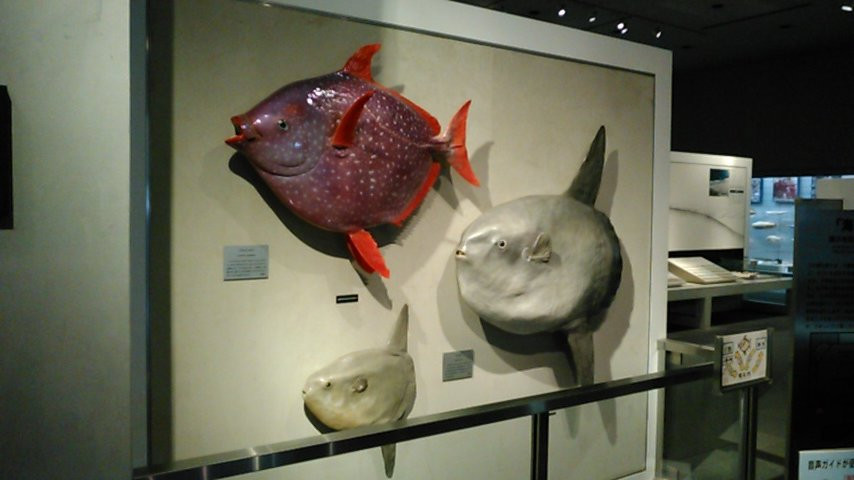 Natural History Museum and Institute-千叶市必去景点