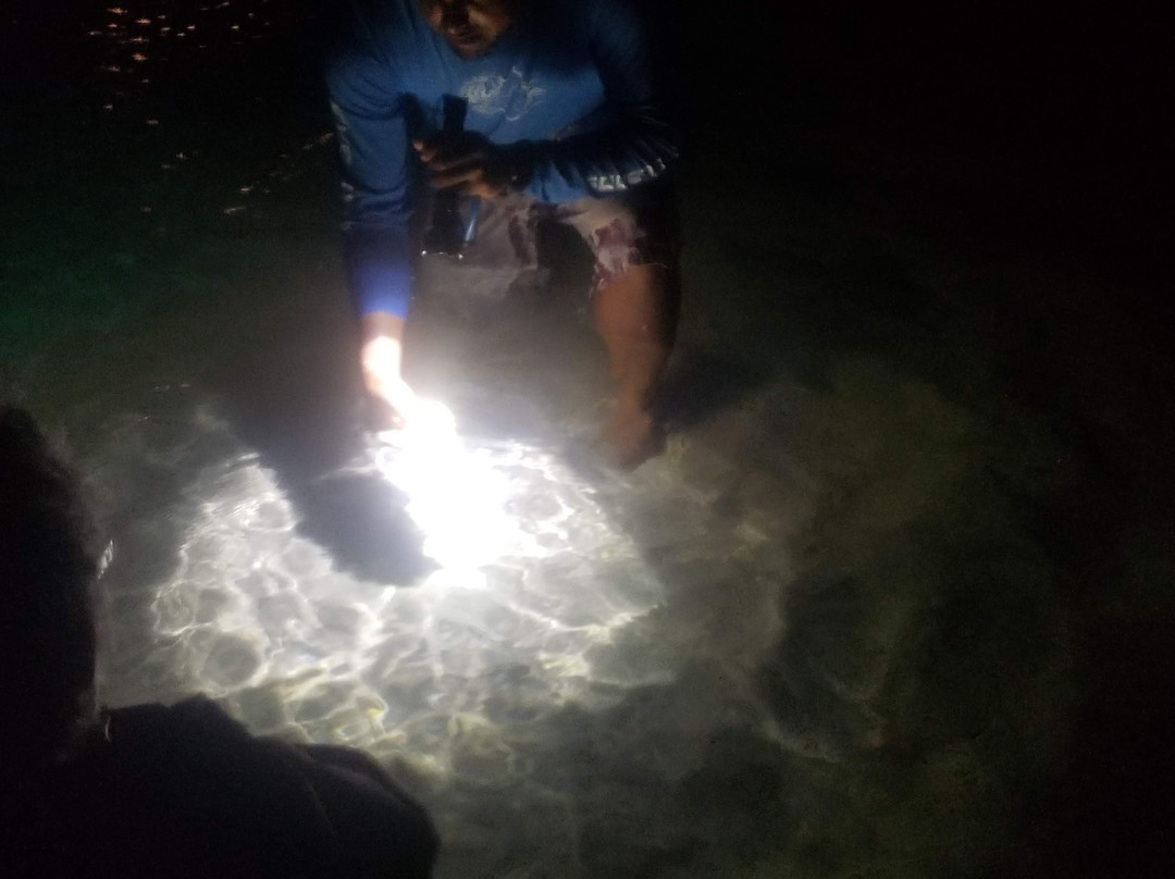 Bioluminescent Bay-大开曼岛必去景点