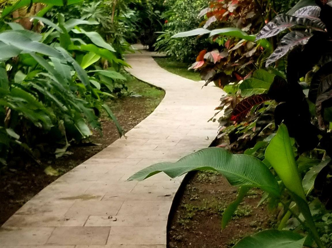 The Fiji Orchid主图