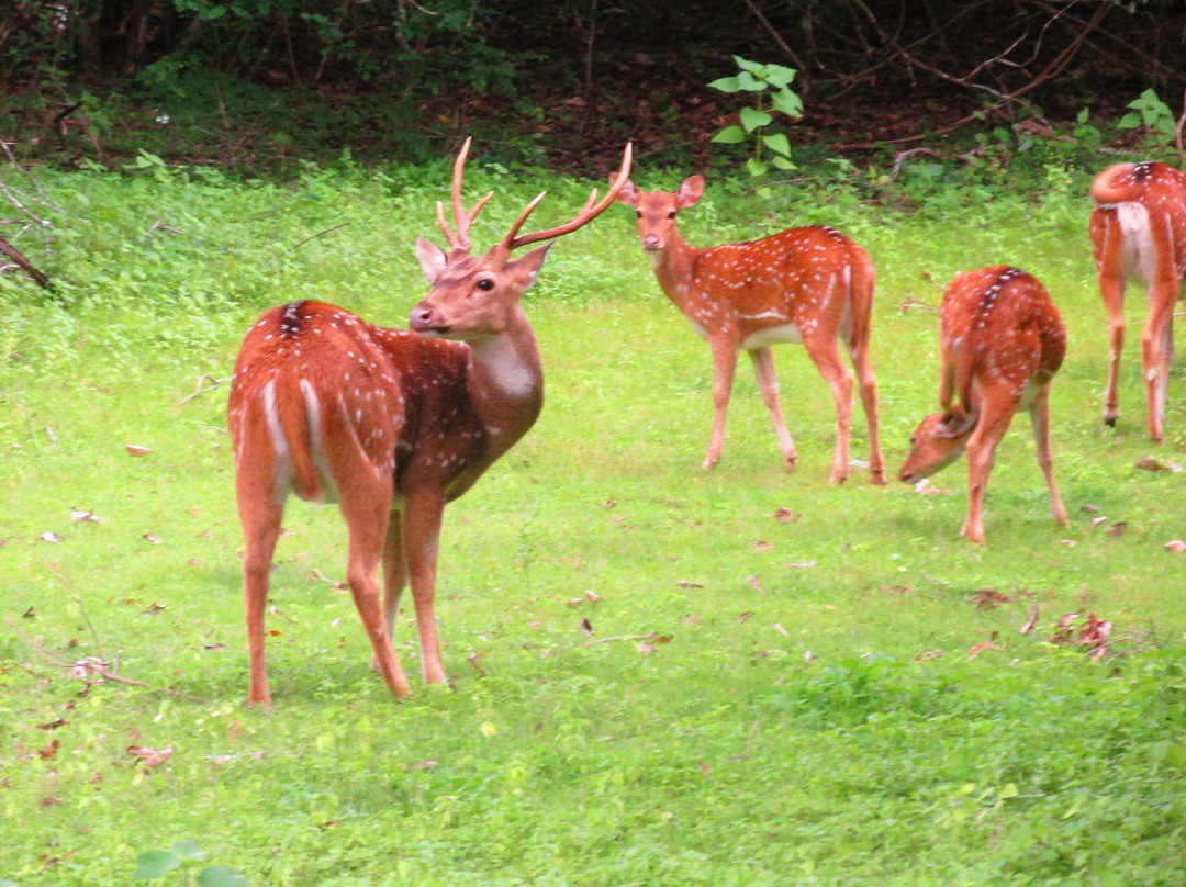 Sri Wild Yala Safari-蒂瑟默哈拉默必去景点