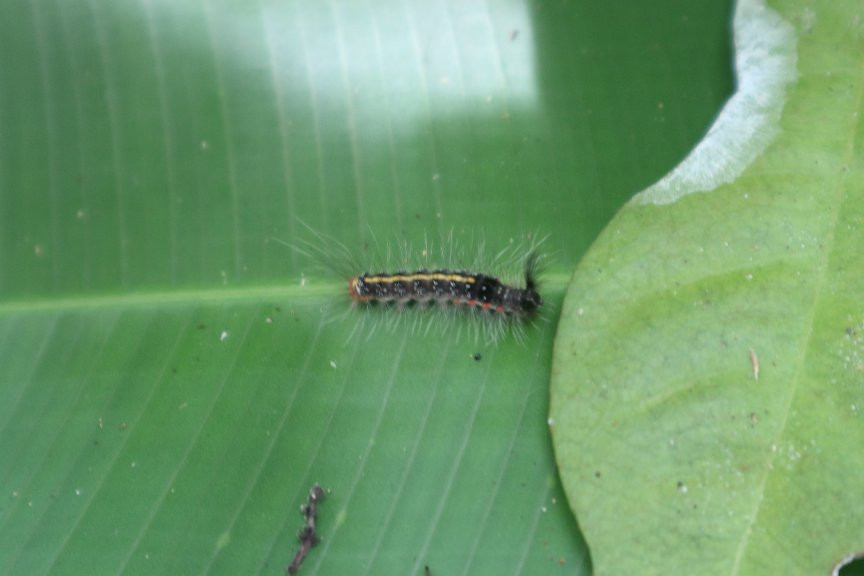 Siquijor Butterfly Sanctuary景点图片