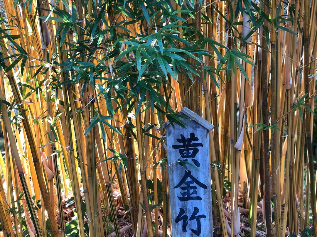 Jingi Taisha Shrine景点图片