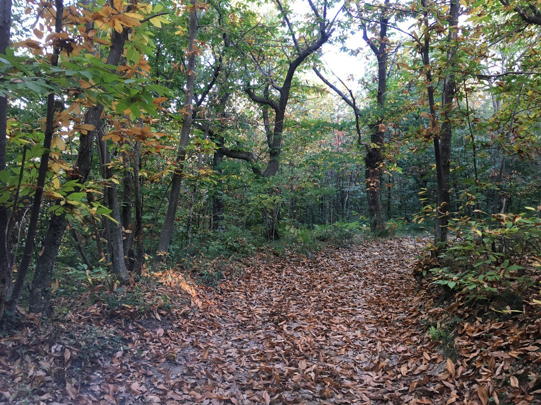 B&B Amici Country主图