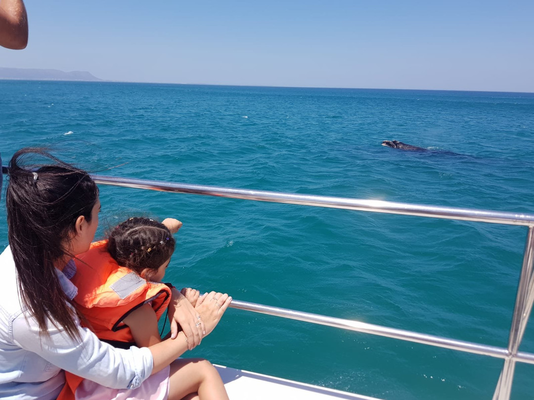 Whale Watching Hermanus-赫曼努斯必去景点